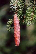 Picea breweriana