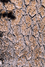 Pinus balfouriana balfouriana