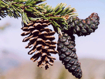 Pinus balfouriana balfouriana