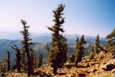 Pinus balfouriana balfouriana