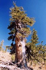 Pinus balfouriana balfouriana