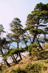 Pinus contorta contorta