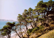 Pinus contorta contorta