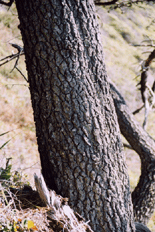 Pinus contorta contorta