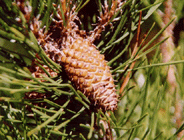 Pinus contorta latifolia