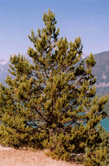 Pinus contorta latifolia