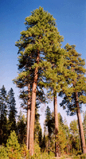 Pinus ponderosa
