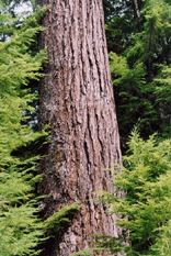 Pseudotsuga menziesii