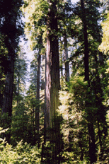 Sequoia sempervirens
