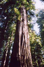 Sequoia sempervirens