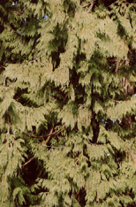 Thuja plicata