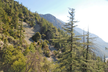 Pseudotsuga macrocarpa