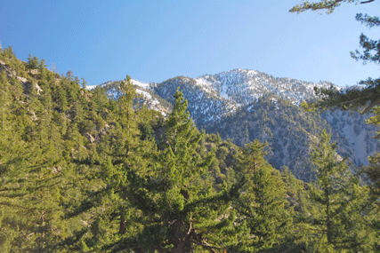 Pseudotsuga macrocarpa