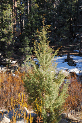 Cupressus montana