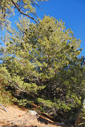 Cupressus montana