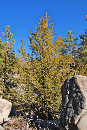Cupressus montana