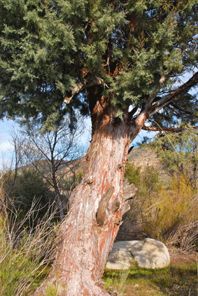 Cupressus revealiana