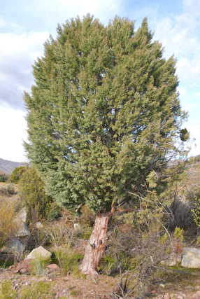 Cupressus revealiana
