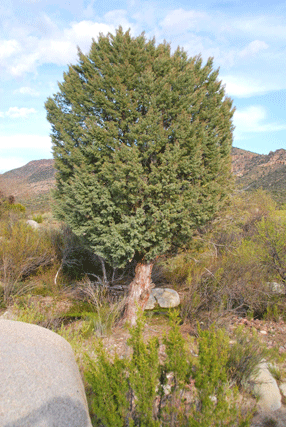 Cupressus revealiana