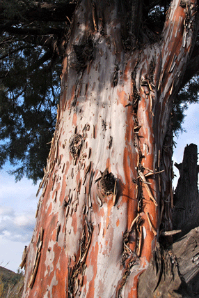 Cupressus revealiana