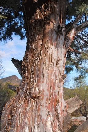Cupressus revealiana