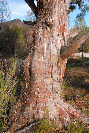 Cupressus revealiana