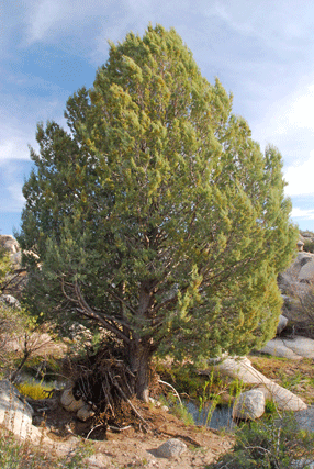 Cupressus revealiana