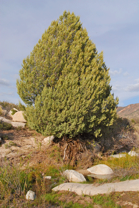 Cupressus revealiana