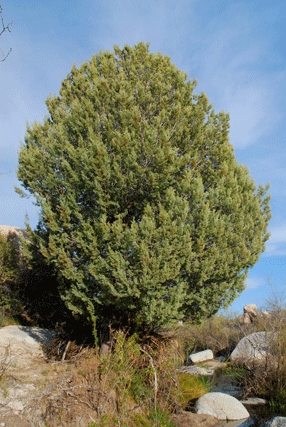 Cupressus revealiana