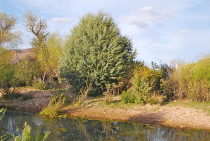 Cupressus revealiana