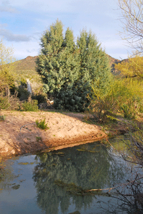 Cupressus revealiana