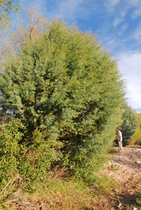 Cupressus revealiana
