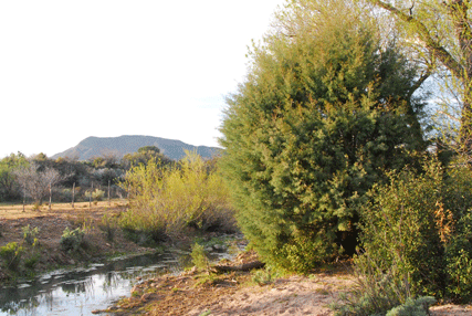 Cupressus revealiana
