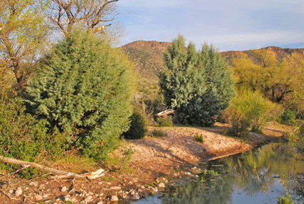 Cupressus revealiana