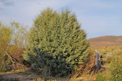 Cupressus revealiana