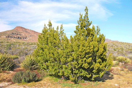 Juniperus californica