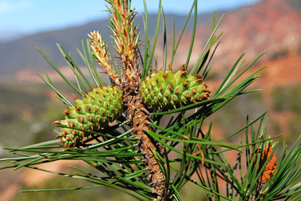 Pinus muricata