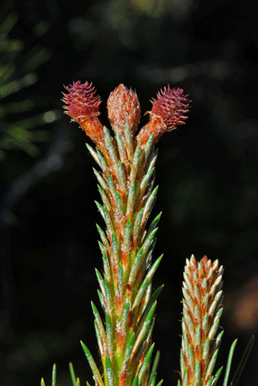 Pinus muricata