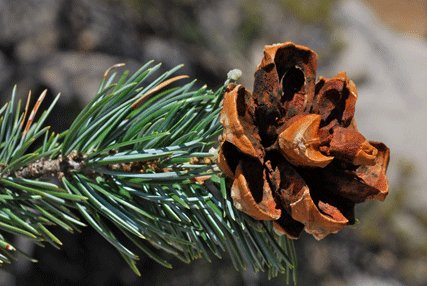 Pinus quadrifolia