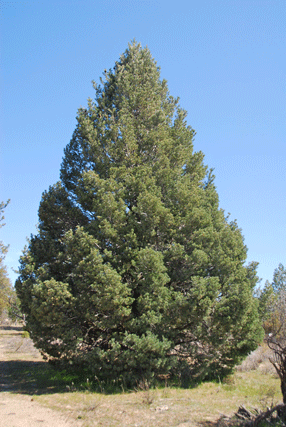 Pinus quadrifolia