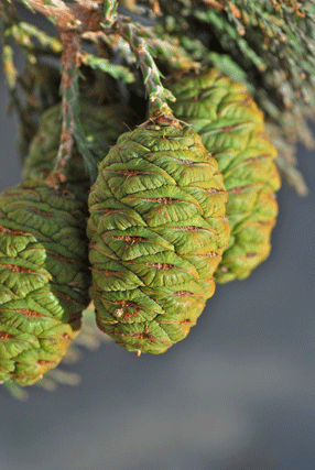 Sequoiadendron giganteum