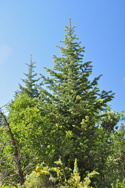 Abies bracteata