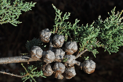 Cupressus macnabiana