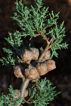 Cupressus macnabiana