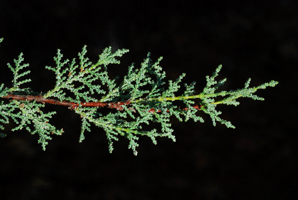 Cupressus macnabiana