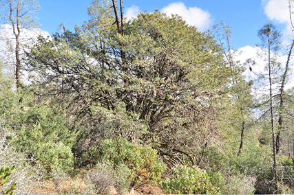 Cupressus macnabiana