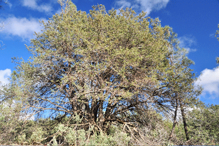 Cupressus macnabiana