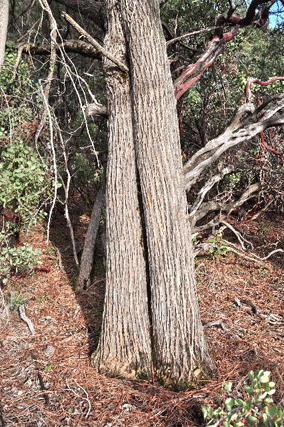 Cupressus macnabiana