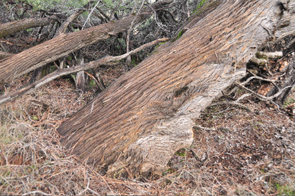 Cupressus macnabiana