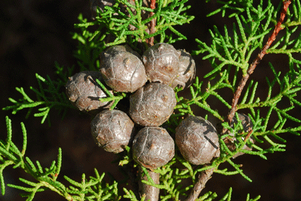 Cupressus pygmaea